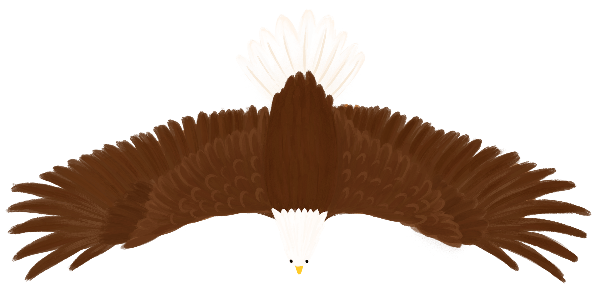 Bald Eagle flying over as soon from the top down