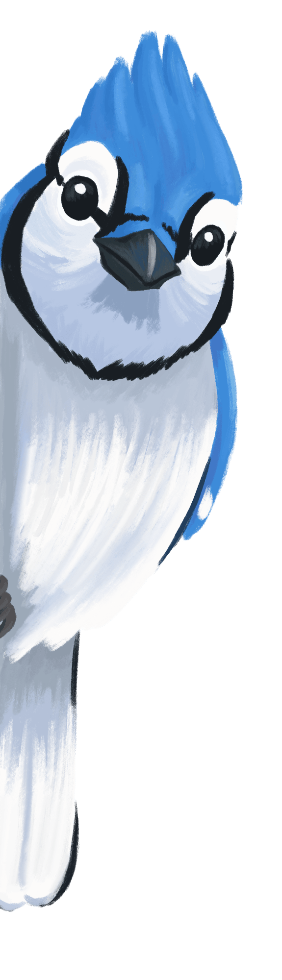 A Blue Jay looking in from the left