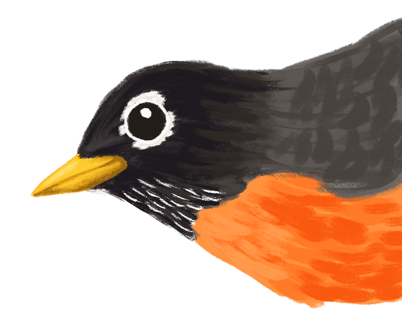 Illustration of an American Robin