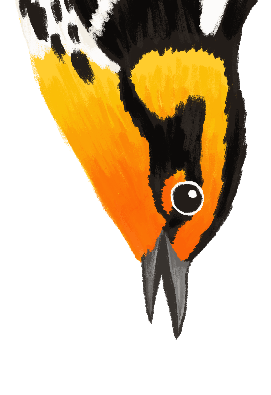 Illustration of a Blackburnian Warbler