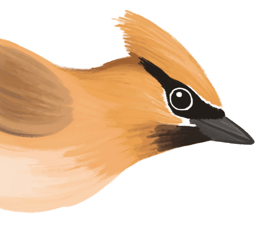 Illustration of Cedar Waxwing