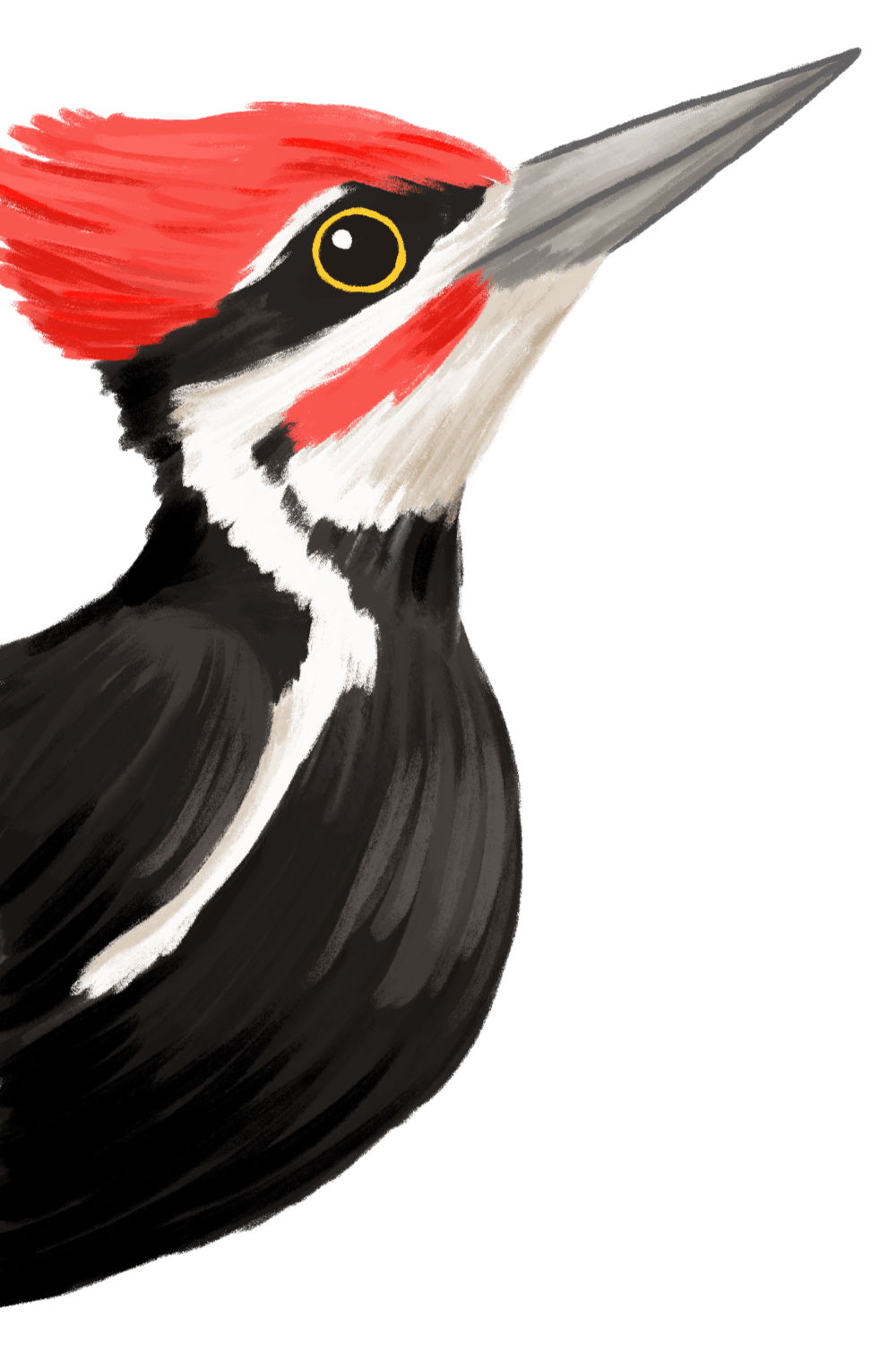 Illustration of Pileated Woodpecker