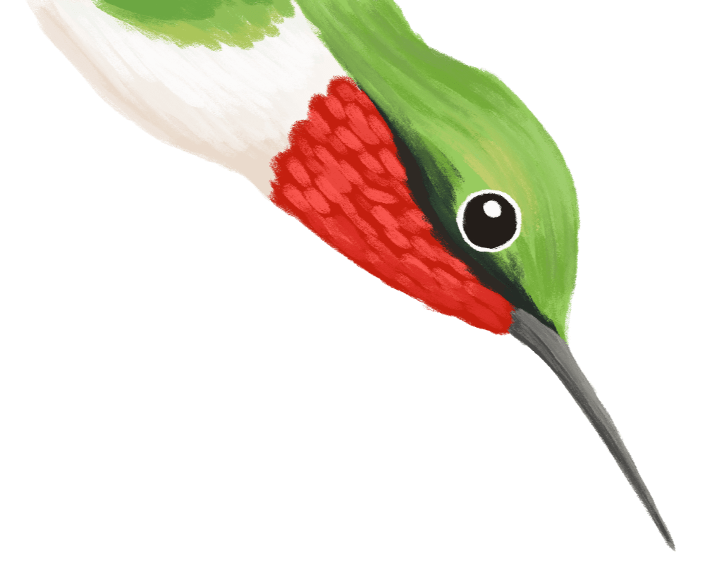 Illustration of a Ruby-throated Hummingbird