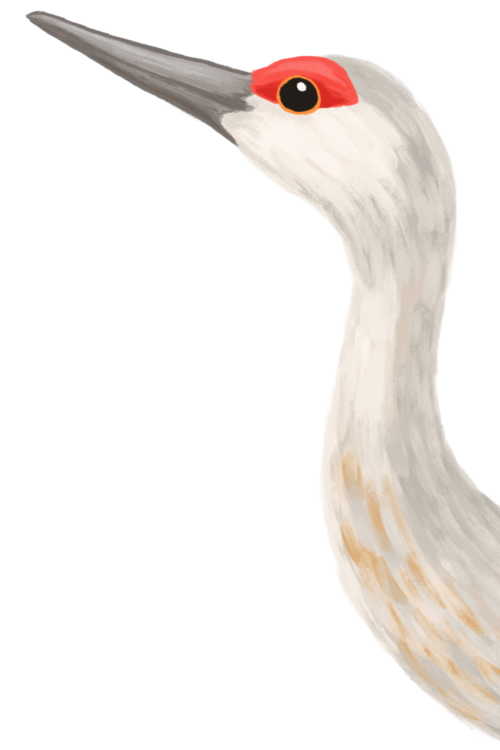 Illustration of a Sandhill Crane