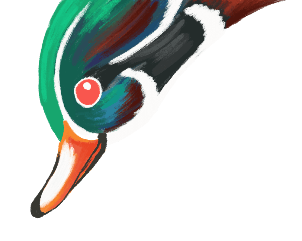 Illustration of a Wood Duck