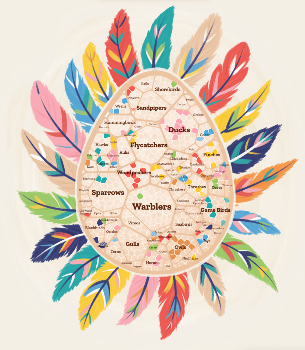 Visualizing all the US bird species by their overall types and shapes